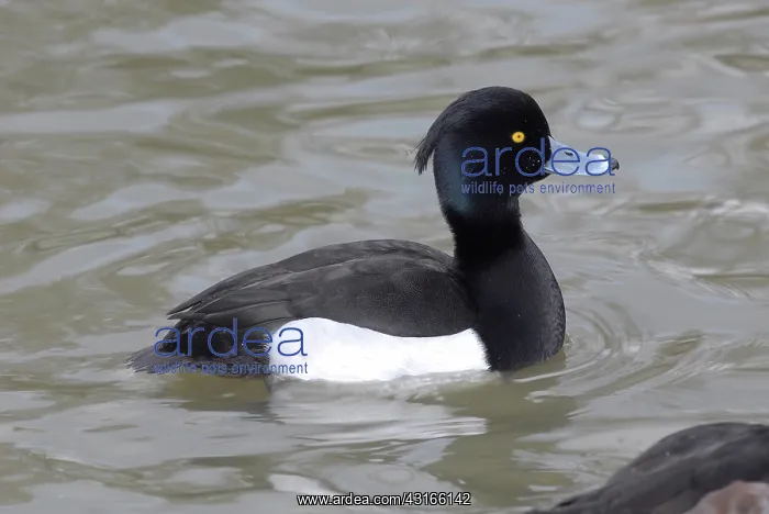: Tufted Duck male : Tufted Duck male