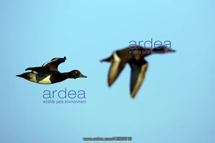 : Tufted Duck - Male and female in flight : Tufted Duck - Male and female in flight