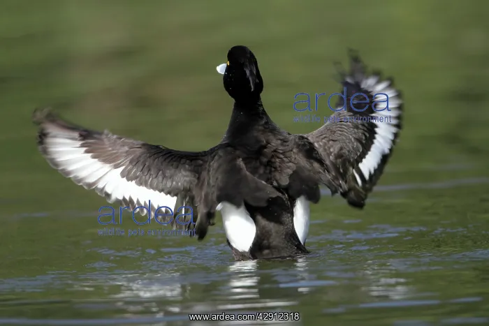 : Tufted Duck - male flapping wings on lake : Tufted Duck - male flapping wings on lake