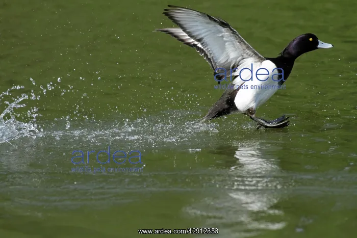 : Tufted Duck - male in flight - landing on lake : Tufted Duck - male in flight - landing on lake