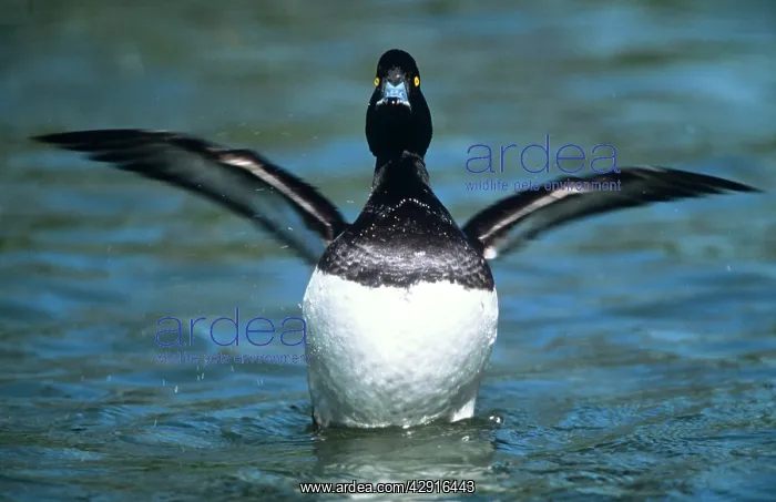 : Tufted DUCK - male, front-view, wings out-stretched : Tufted DUCK - male, front-view, wings out-stretched