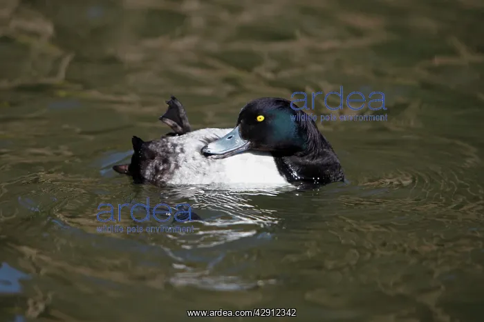 : Tufted Duck - male preening its plumage on lake : Tufted Duck - male preening its plumage on lake