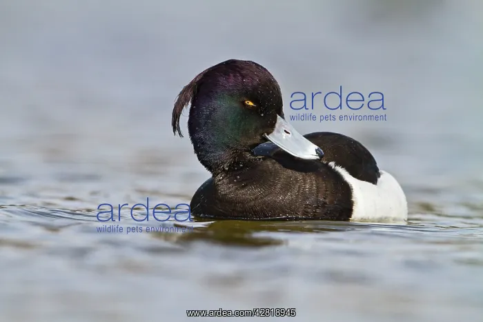 : Tufted Duck - male swimming : Tufted Duck - male swimming