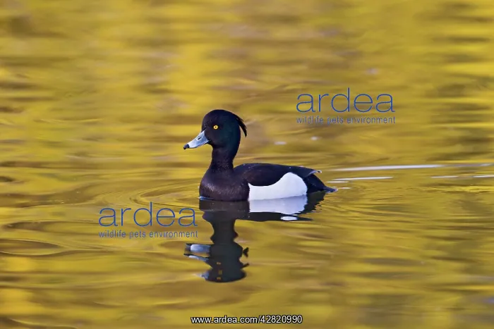 : Tufted Duck - male swimming : Tufted Duck - male swimming