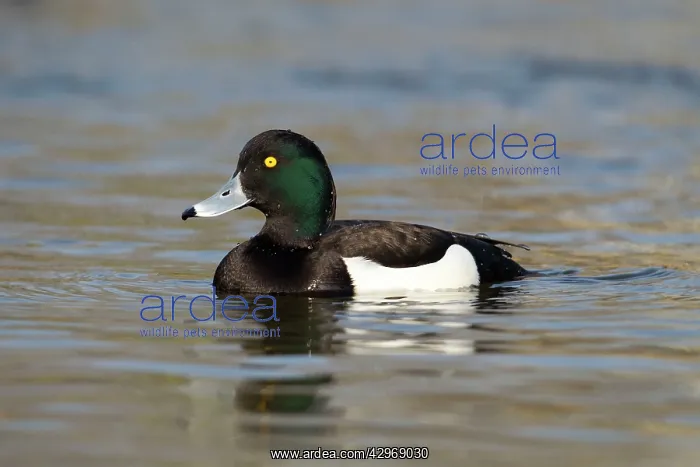 : Tufted Duck - male swimming in calm water - March : Tufted Duck - male swimming in calm water - March
