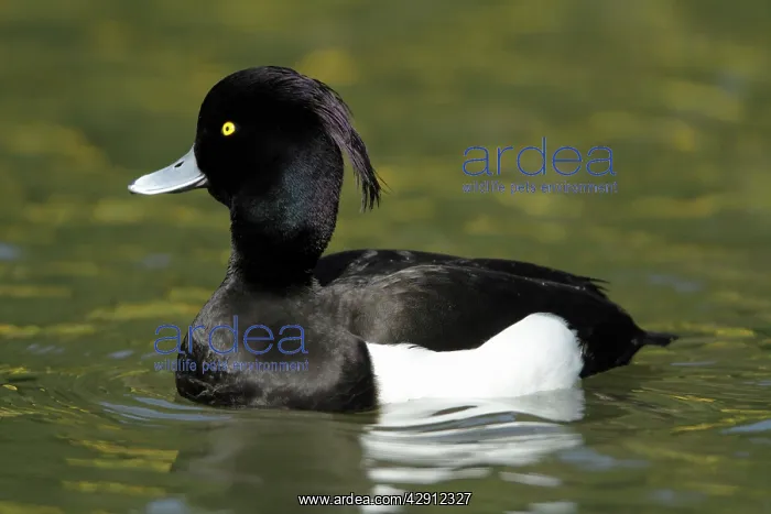 : Tufted Duck - male swimming on lake : Tufted Duck - male swimming on lake