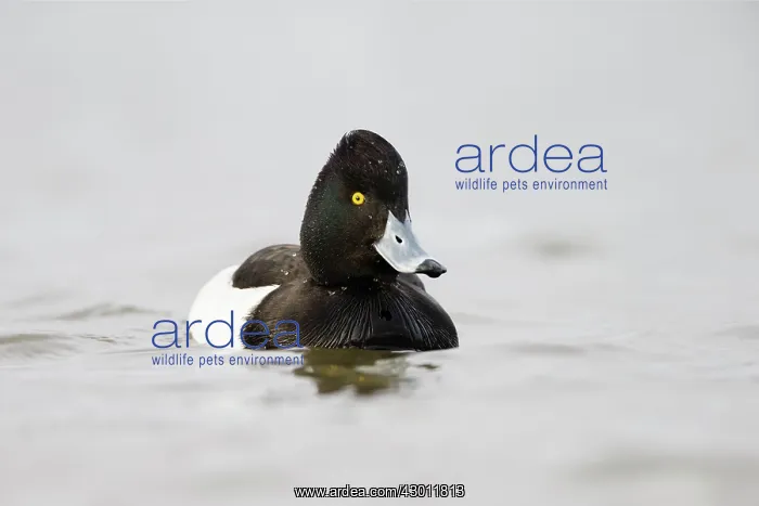  : Tufted Duck male in water Cleveland, UK