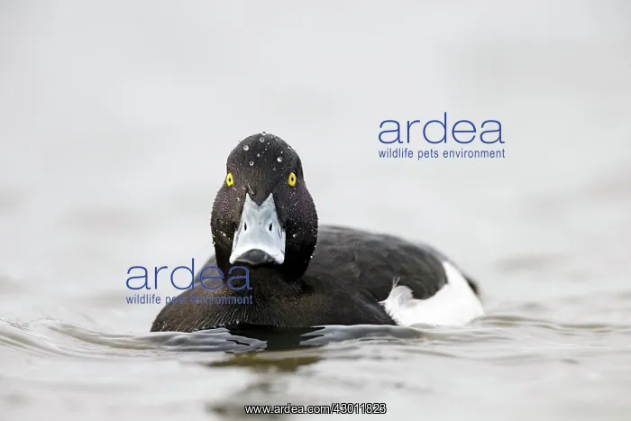  : Tufted Duck male in water Cleveland, UK