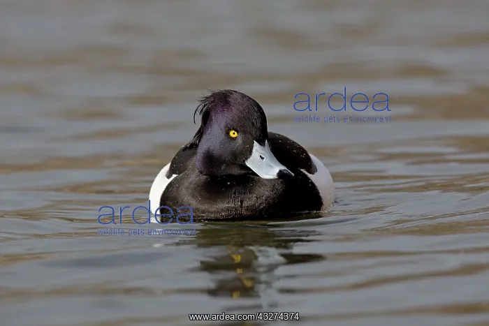 : Tufted Duck - male in winter : Tufted Duck - male in winter