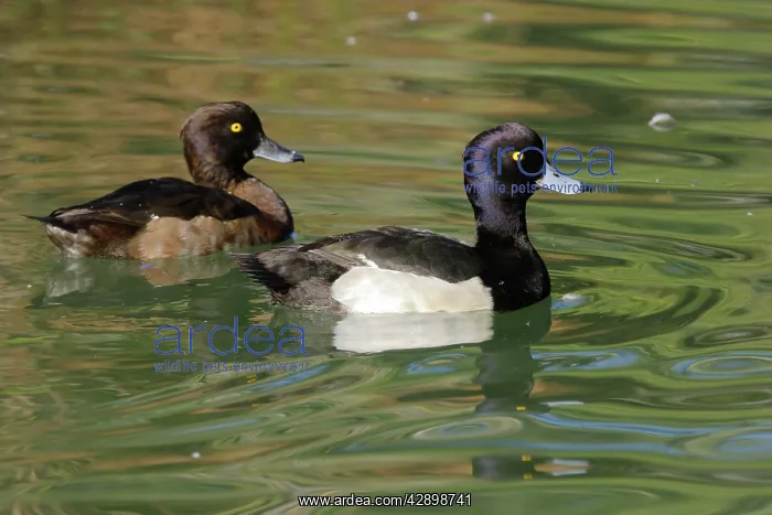 : Tufted Duck - pair : Tufted Duck - pair