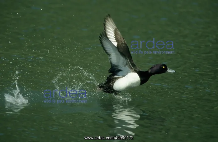 : Tufted Duck - running across water to take off : Tufted Duck - running across water to take off