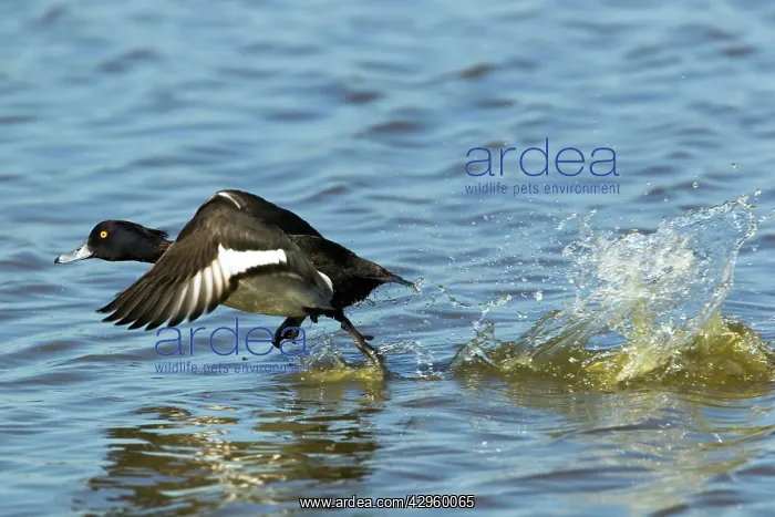 : Tufted Duck - taking off : Tufted Duck - taking off