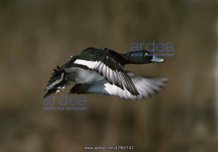 : Tufted Duck - taking off : Tufted Duck - taking off