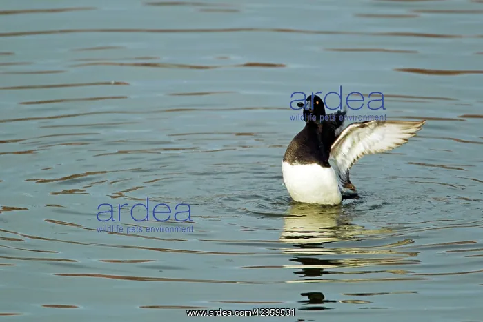 : Tufted Duck - Washing : Tufted Duck - Washing