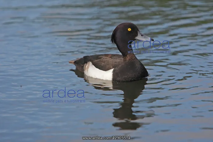 : Tufted Duck - in water : Tufted Duck - in water