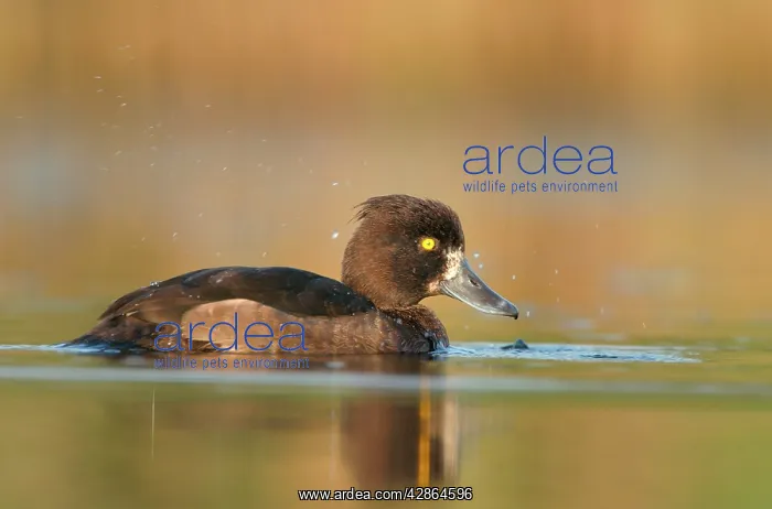 : Tufted Duck - Waterlevel perspective of female : Tufted Duck - Waterlevel perspective of female