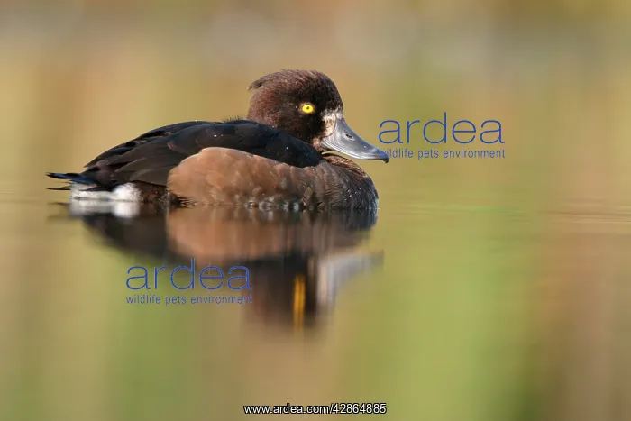 : Tufted Duck - Waterlevel perspective of female : Tufted Duck - Waterlevel perspective of female