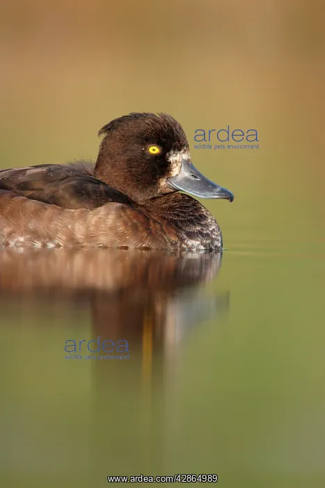 : Tufted Duck. - Waterlevel perspective of female : Tufted Duck. - Waterlevel perspective of female