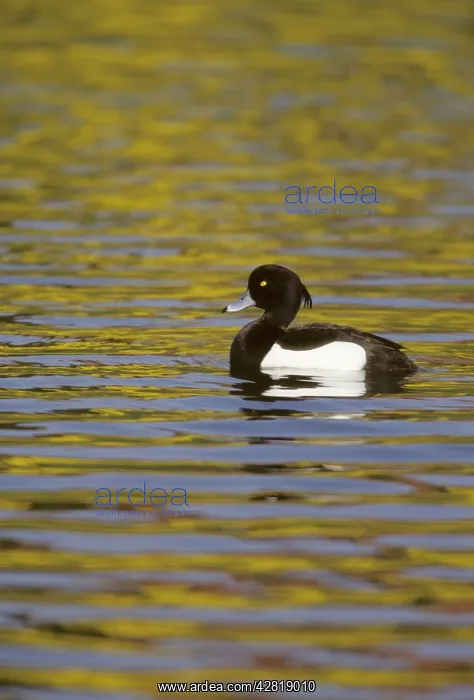 : Tufted Duck on Yellow Water : Tufted Duck on Yellow Water