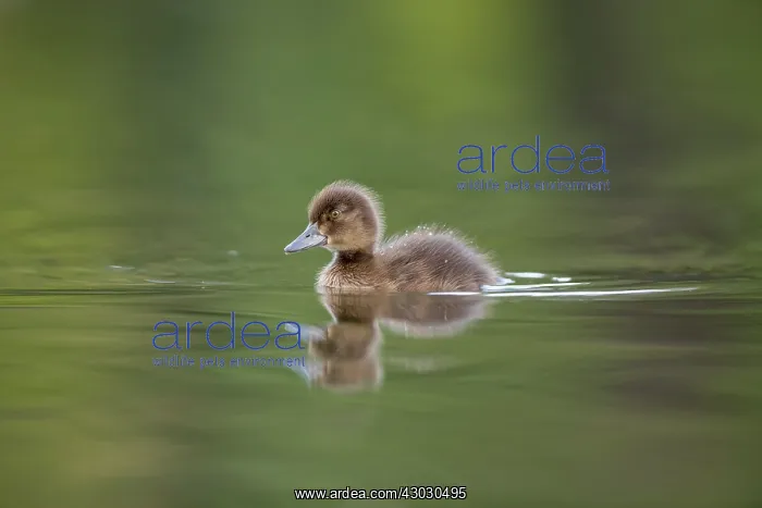  : Tufted Duck Young - Cornwall - UK