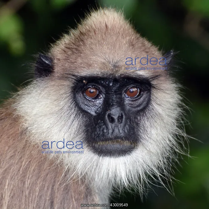  : Tufted Grey Langur