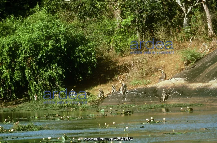 : Tufted Grey langur - at rock waterhole : Tufted Grey langur - at rock waterhole