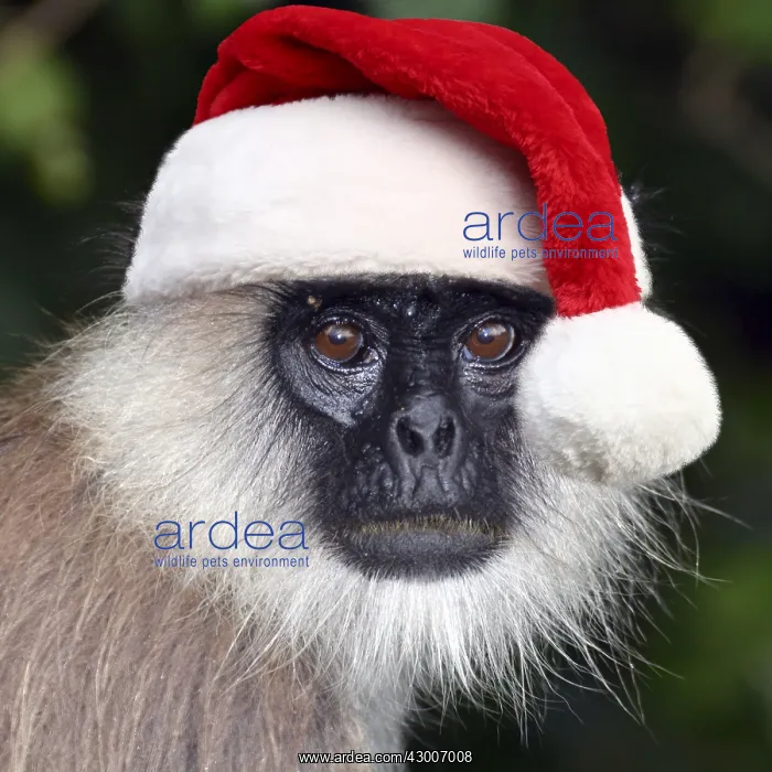  : Tufted Grey Langur wearing Christmas hat