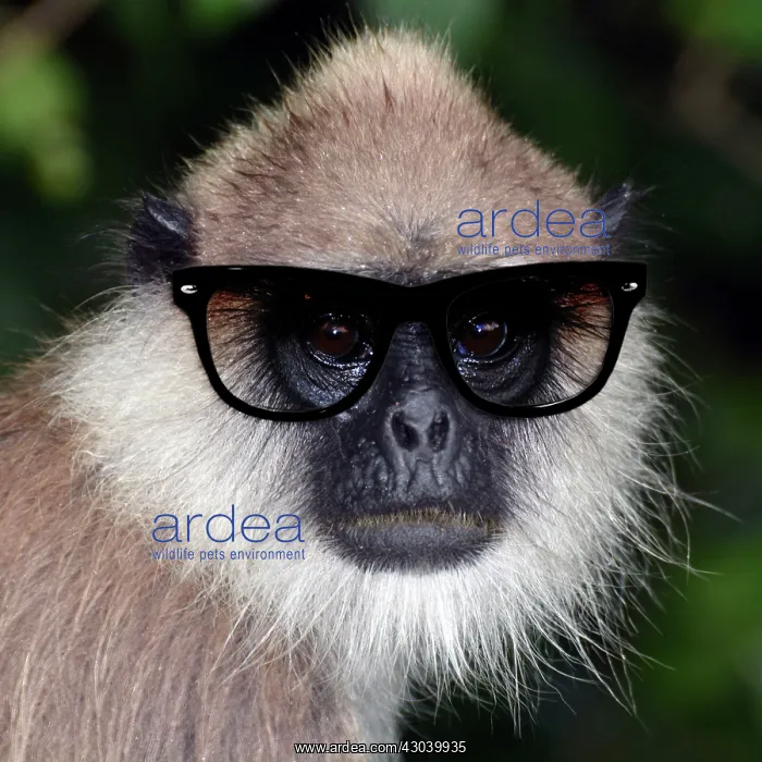 : Tufted Grey Langur wearing sunglasses : Tufted Grey Langur wearing sunglasses
