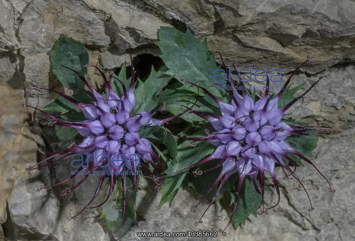 : Tufted horned rampion, Physoplexis comosa, in fl : Tufted horned rampion, Physoplexis comosa, in fl