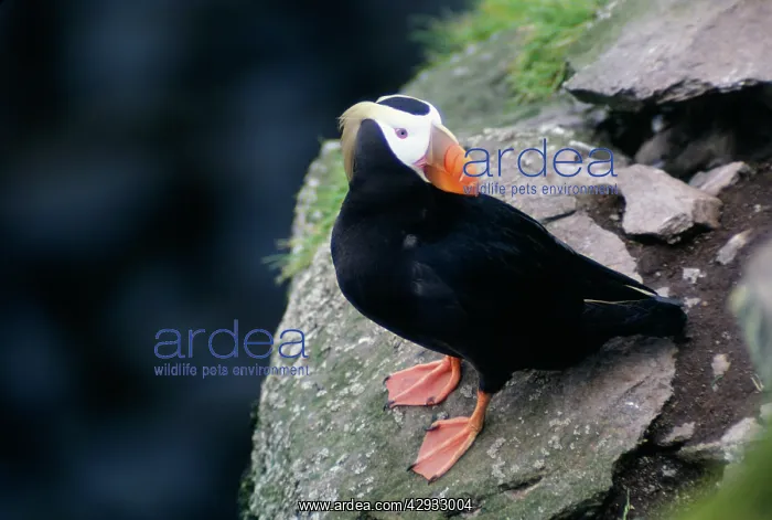 : Tufted PUFFIN : Tufted PUFFIN