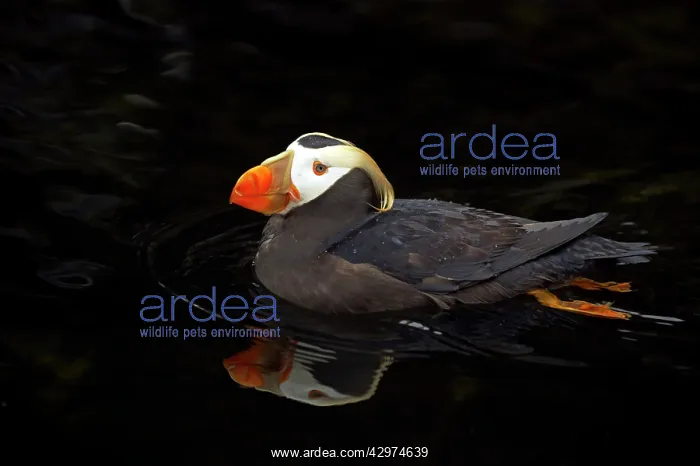 : Tufted Puffin : Tufted Puffin