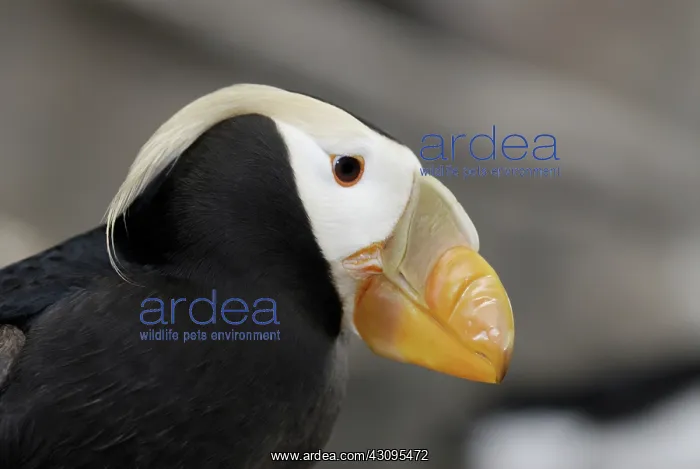 : Tufted Puffin : Tufted Puffin
