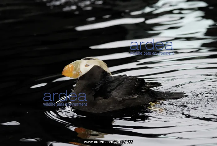 : Tufted Puffin : Tufted Puffin