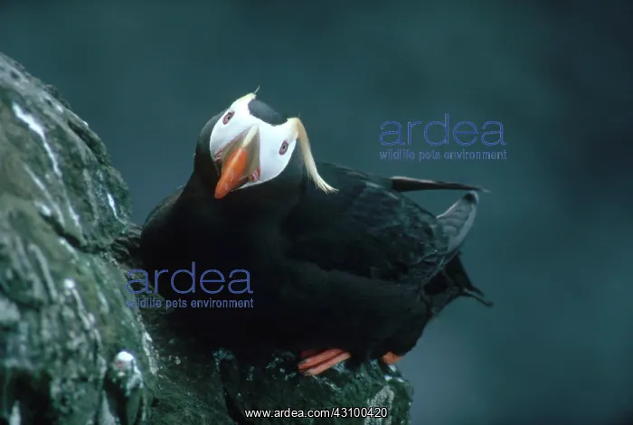 : Tufted Puffin : Tufted Puffin