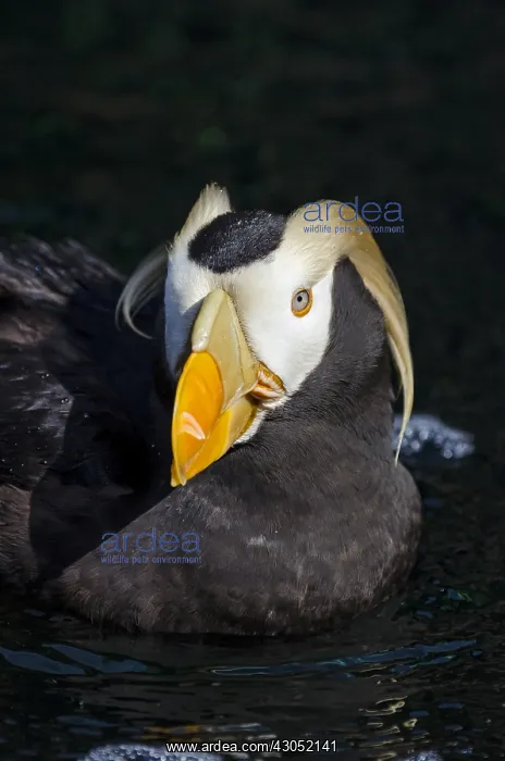 : Tufted puffin (Fratercula cirrhata) : Tufted puffin (Fratercula cirrhata)