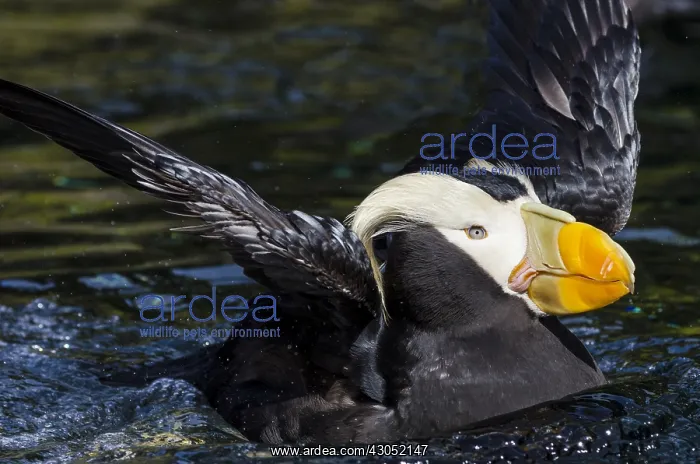 : Tufted puffin (Fratercula cirrhata) : Tufted puffin (Fratercula cirrhata)