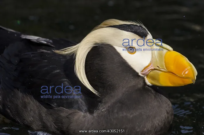 : Tufted puffin (Fratercula cirrhata) : Tufted puffin (Fratercula cirrhata)