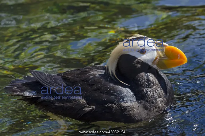 : Tufted puffin (Fratercula cirrhata) : Tufted puffin (Fratercula cirrhata)