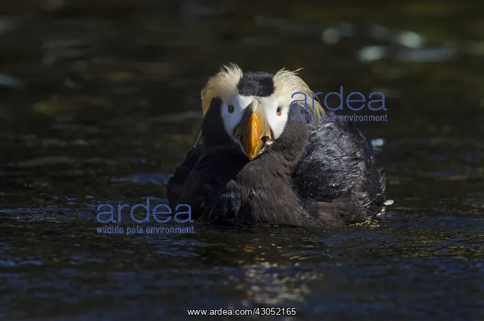 : Tufted puffin (Fratercula cirrhata) : Tufted puffin (Fratercula cirrhata)