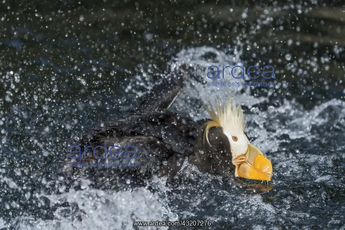 : Tufted Puffin (Fratercula cirrhata) bathing. Pacific : Tufted Puffin (Fratercula cirrhata) bathing. Pacific