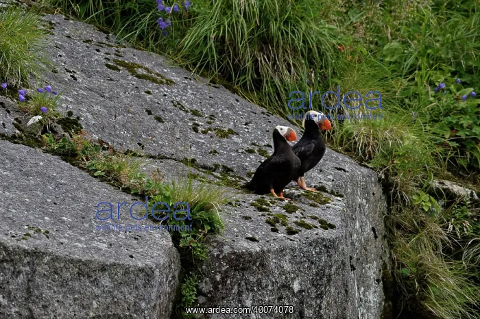 : Tufted Puffin ( Fratercula cirrhata ) on the shore : Tufted Puffin ( Fratercula cirrhata ) on the shore