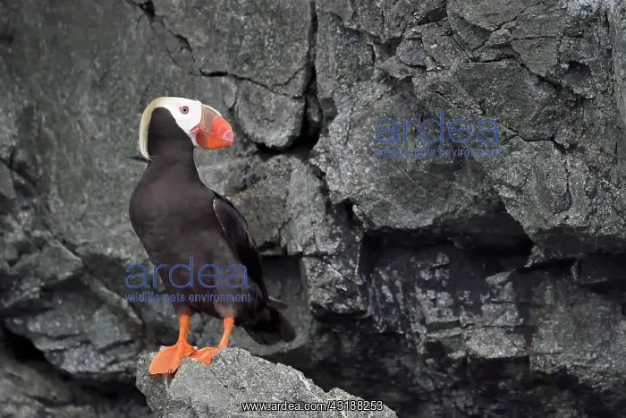 : Tufted Puffin ( Fratercula cirrhata ) on the shore : Tufted Puffin ( Fratercula cirrhata ) on the shore