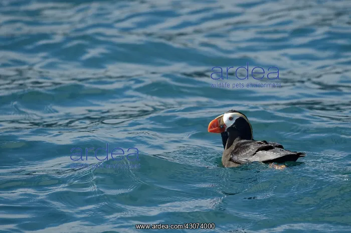 : Tufted Puffin ( Fratercula cirrhata ) on water : Tufted Puffin ( Fratercula cirrhata ) on water