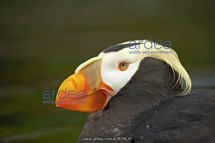 : Tufted Puffin - Head detail : Tufted Puffin - Head detail