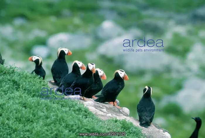 : Tufted PUFFIN - Small group : Tufted PUFFIN - Small group