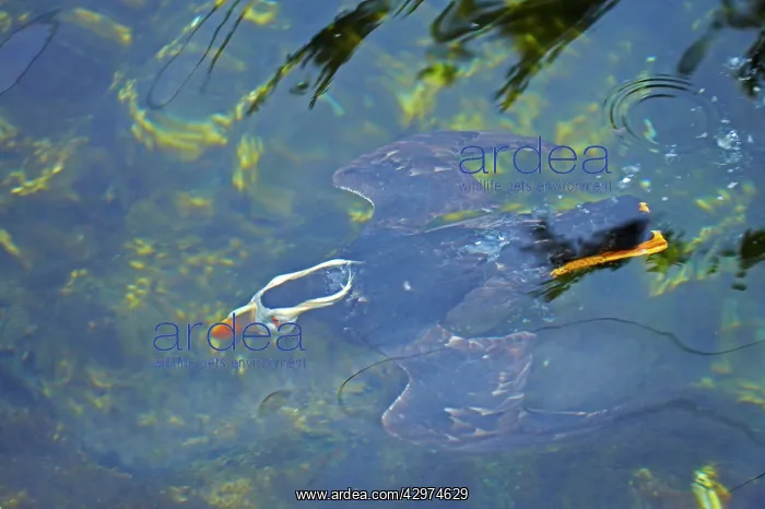 : Tufted Puffin - swimming underwater : Tufted Puffin - swimming underwater