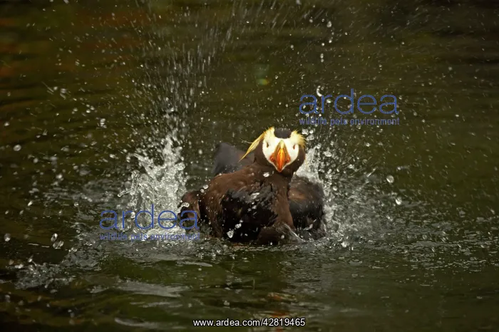 : Tufted Puffin - Washing : Tufted Puffin - Washing