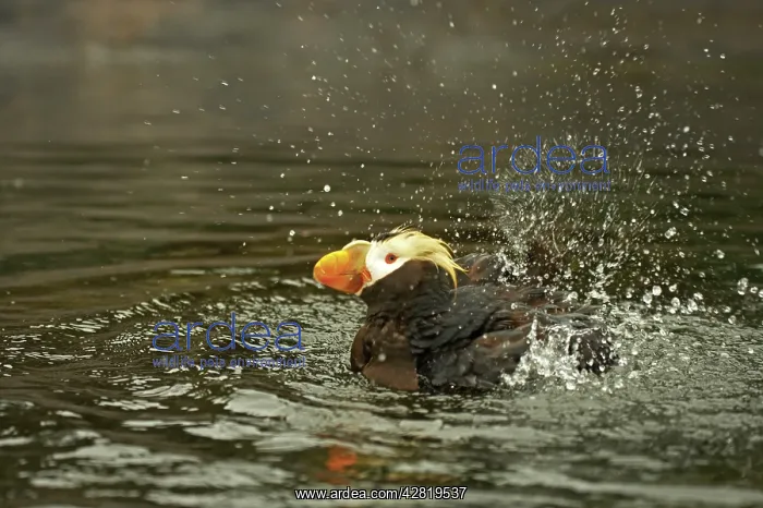 : Tufted Puffin - Washing : Tufted Puffin - Washing