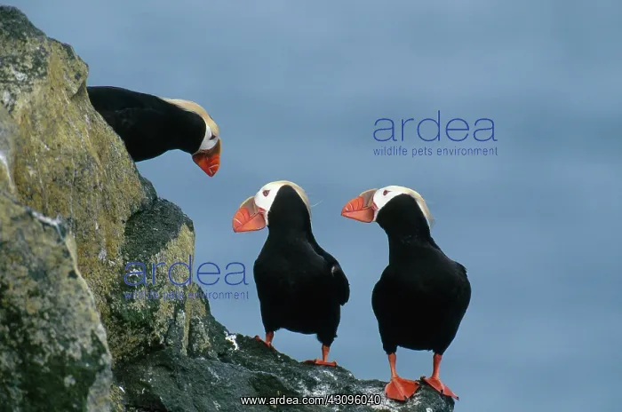 : Tufted Puffins : Tufted Puffins
