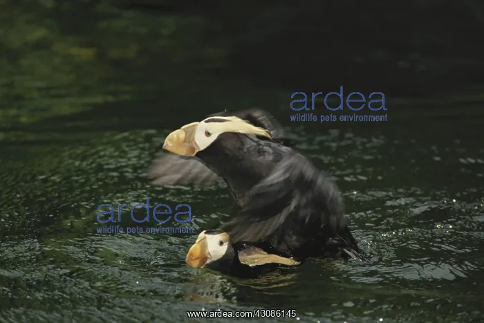 : Tufted Puffins Mating : Tufted Puffins Mating